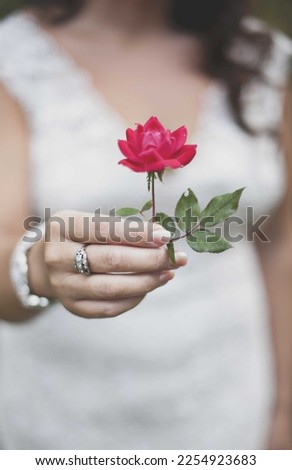 Focused red rose holding in hand by blurry girl in background. 4k hd image 