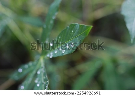a close up of water droplets on cassava leaves after being exposed to rain. natural photo concept.