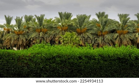 Palm trees in Medina, Saudi Arabia. Colorful row of palm trees behind a fence of small trees Royalty-Free Stock Photo #2254934113