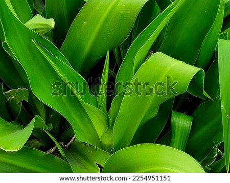 green leaf close up, natural background, layout for design