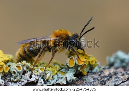 Closeup on a hairy male Tawny mining bee, Andrena fulva sitting on wood