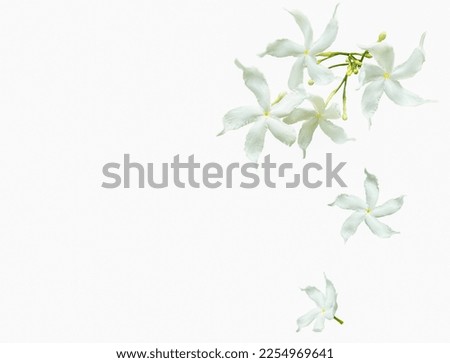 White flowers isolated on white background, abernaemontana orientalis, Pinwheel Jasmine, flower bunch Royalty-Free Stock Photo #2254969641