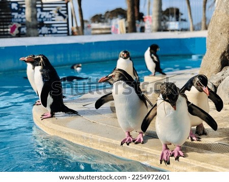 Beautiful and cute penguins are relaxing and chilling on a sunny day