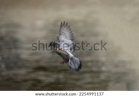 Motion blur of flying pigeon in action. Grey pigeon in flight. Side view of a dove flying.