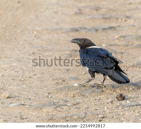                                Crow, Nairobi National Park, Kenya