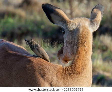                                Impala, Oxpecker, Nairobi National Park, Kenya