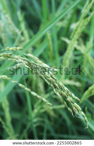 a picture of rice in a rice field that is starting to duck signifies the harvest season is coming soon
