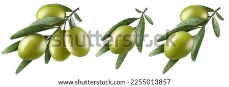 Collection of olive branches, isolated on white background Royalty-Free Stock Photo #2255013857