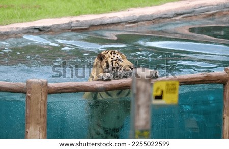 A tiger is in the pond