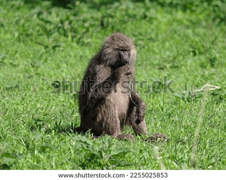 Olive baboon eating a wildflower