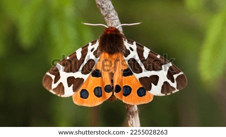 butterfly on a branch - garden great tiger moth Arctia caja