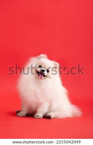 Portraite of cute fluffy puppy of pomeranian spitz. Little smiling dog lying on bright trendy red background. The Pomeranian looks into the frame and smiles.
