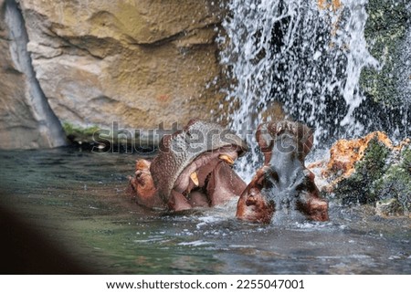 Two Hippos Playing with each Other immersed in Water opening their Immense Jaws.