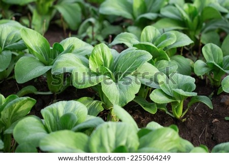 close up of fresh green pak choy or bok choy grown in the garden for vegetable groceries Royalty-Free Stock Photo #2255064249