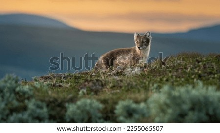 Arctic fox (gulpes lagopus) with negative space summer coat