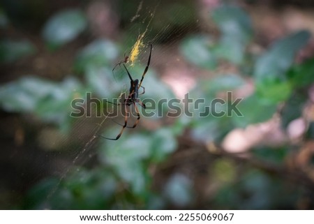 Female and male specimens of a Red-legged Golden Orb-web spider (Nephila inaurata madagascariensis) in their web.