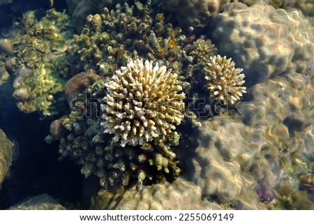 Beautiful coral on Tanjung Tinggi beach