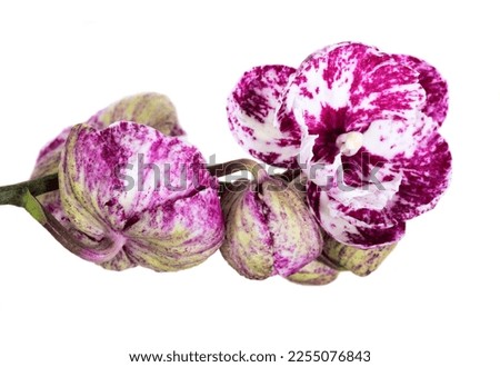 Violet tiger orchid isolated on white background