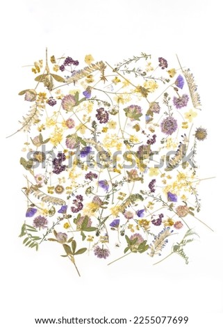 Pattern of pressed dried flowers of field plants. Mockup for greeting card, wedding invitation.Design for printing on fabric, wrapping paper. Royalty-Free Stock Photo #2255077699