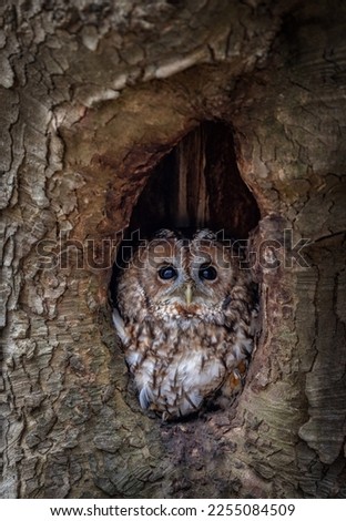 Tawny Owl (strix aluco) looking towards the camera. Dark brown nocturnal bird of prey found in woodland around the united kingdom. British wildlife Royalty-Free Stock Photo #2255084509