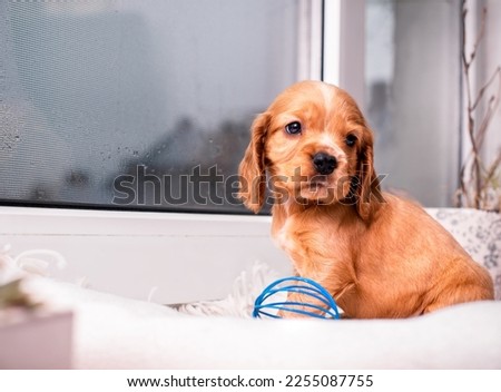 Red spaniel puppy looks to the side. The dog is on the background of a blurred window and a flower pot. The dog is one month old. The photo is blurred
