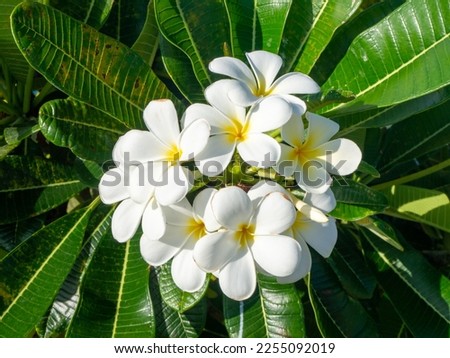 Tropical Plumeria flower, Tahiti island, French Polynesia