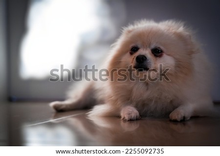 Sad face dog, Depression concept. Tired and feel lonely pet. dog homeless and abandoned. dark color under the eye looks like a panda.