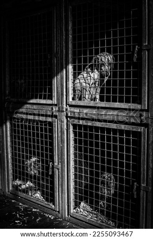 dog in the kennel locked in cages, with sad face, black and white dramatic photography