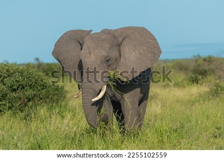 African bush elephant - Loxodonta africana also known as African savanna elephant eating grass with sky and green vegetation in background at Kruger National Park in South Africa.