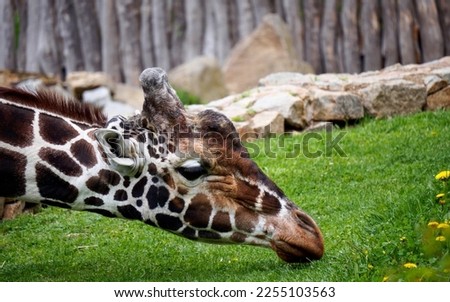 a giraffe in the zoo eats grass