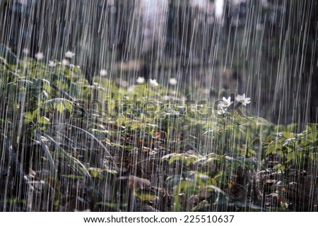 Rain in the spring forest. Carpathians. Royalty-Free Stock Photo #225510637