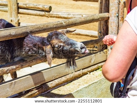 People feeding wild goat in a zoo through beam fence.Picture taken on June 1, International Children Day at ,Varna city,Bulgaria.2013