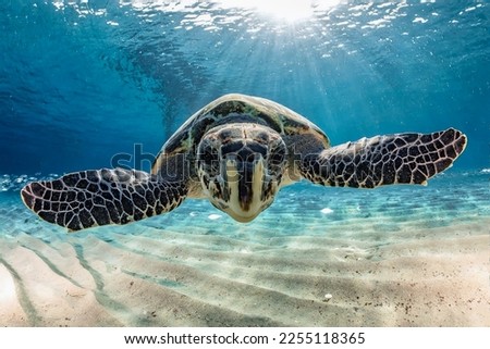 Magnificent giant sea turtle swims near the light sandy bottom close-up