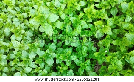 Bright green field of nettles background.