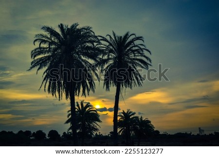 Palm trees at sunset beauty nature image photo sunset with tree silhouette during the sunrise palm tree wild nature tree branches lovely things standing together love affection fruits tree good wood