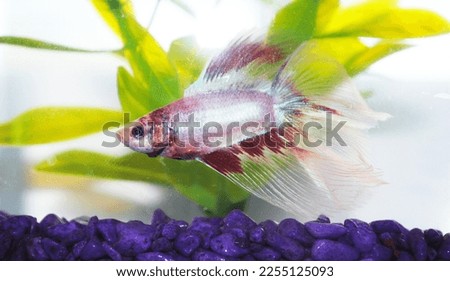 Betta fish in tank with purple rocks