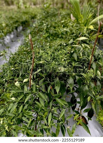 Chili leaves damaged by pests.