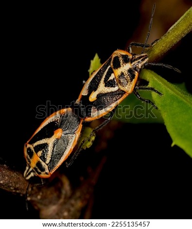 Perillus bioculatus, the two-spotted bedbug or two-eyed soldier bug, is a species of insect in the family Pentatomidae, is a specialized predator of the eggs and larvae of the Colorado potato beetle.