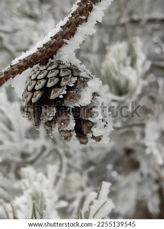 interesting picture pine fruit covered with snow