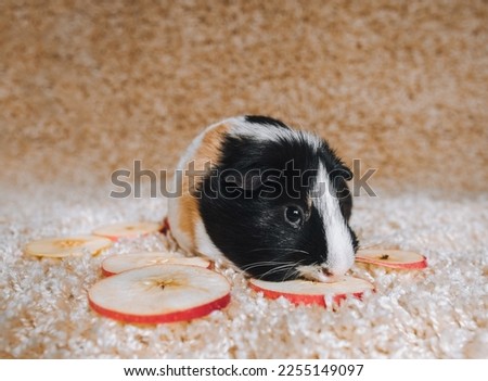 A hungry and gluttonous guinea pig eats an apple with appetite. Pet and diet.