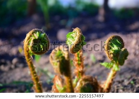 Fern sprout growing in the garden. Stock Image 