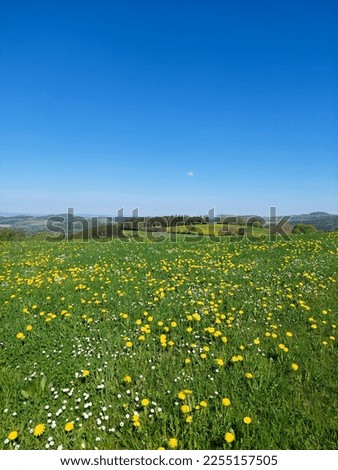 Yellow dandelion meadow and blue sky in spring Royalty-Free Stock Photo #2255157505