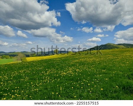 Yellow dandelion meadow and blue sky in spring Royalty-Free Stock Photo #2255157515