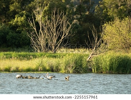 Jerrabombera Wetland Nature Reserve during 2022 Summer: Australian Native flora and fauna