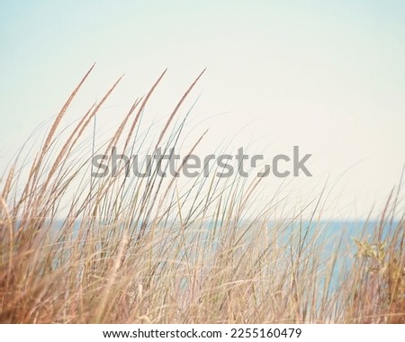 Beach dune grass with the blue ocean in the background.  Coastal art. Royalty-Free Stock Photo #2255160479