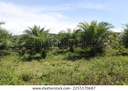oil palm plantations. Palm oil plantation growing up.