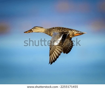 Photograph of Northern Shoveler Duck Royalty-Free Stock Photo #2255171455