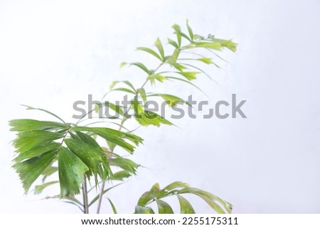 Tropical leaf or palm fronds sticking out with stalks isolated on white. nature