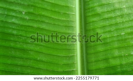 Young banana leaf texture as wallpaper
