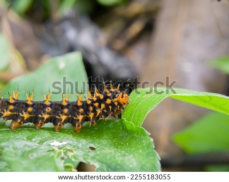 A black orange caterpillar crawling on a leaf